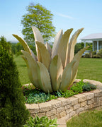 Desert Greenery Agave