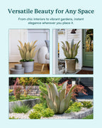 Desert Greenery Agave