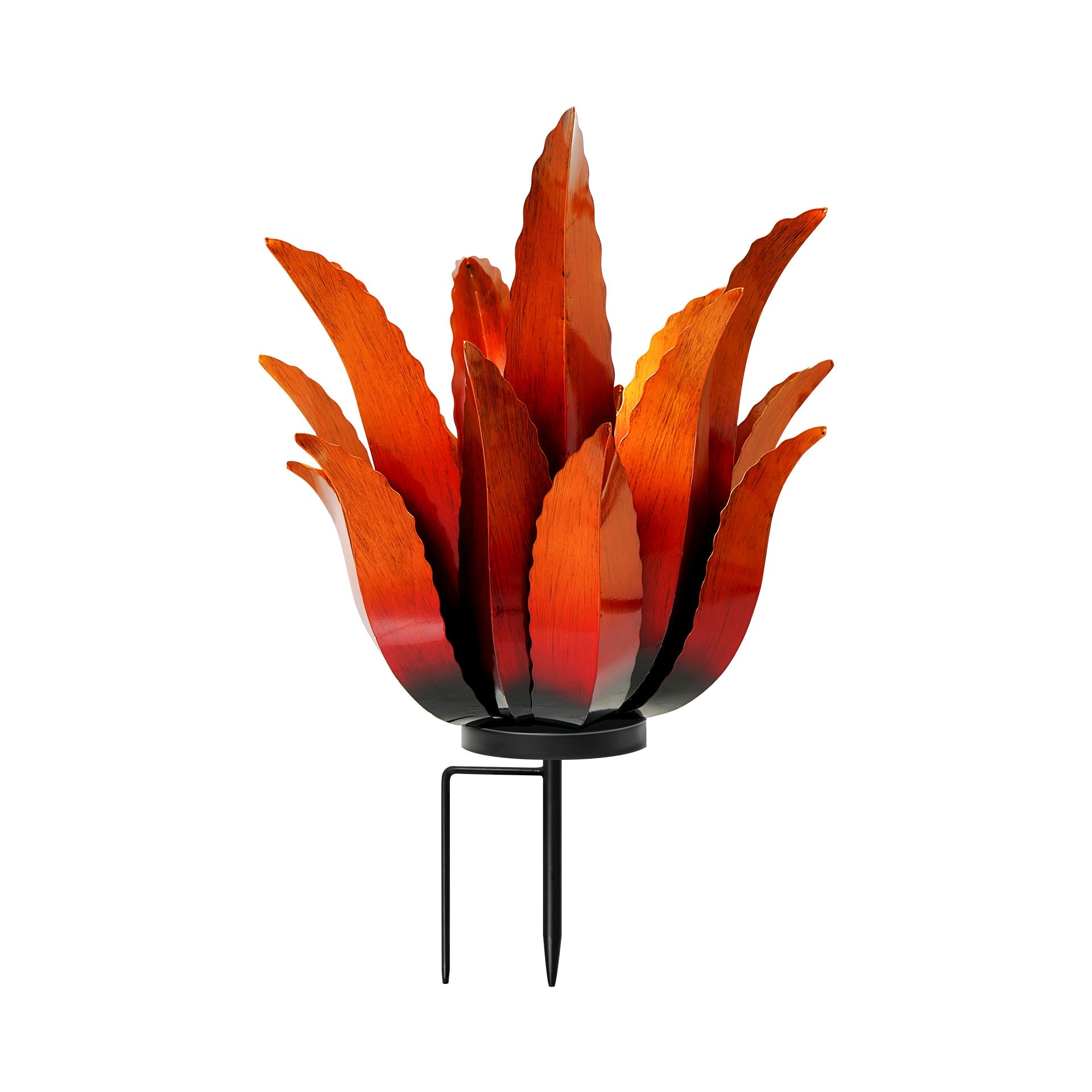 Flame Agave